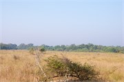Sundarbans2015b_39