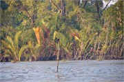 Sundarbans2015b_4