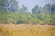 Sundarbans2015b_41