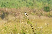 Sundarbans2015b_42