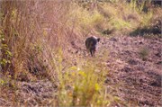 Sundarbans2015b_44