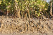 Sundarbans2015b_5