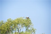 Sundarbans2015b_54
