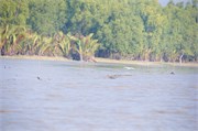 Sundarbans2015b_55