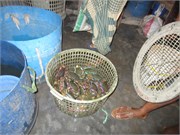 Sundarbans2015b_59