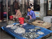 Sundarbans2015b_62