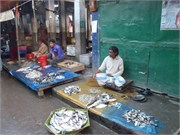 Sundarbans2015b_63
