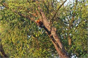 Sundarbans2015b_8