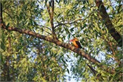 Sundarbans2015b_9