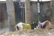 Bangladesh2015_14