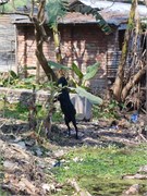 Bangladesh2015_15