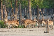 Bangladesh2015_40