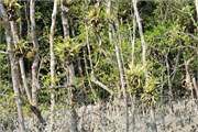 Bangladesh2015_50