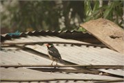 Bangladesh2015_6