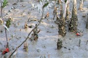 Bangladesh2015_61