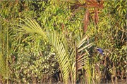 Bangladesh2015_71