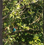 Bangladesh2015_99