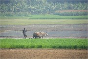 Bangladesh2015_95