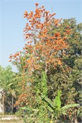 Pyay2015_43