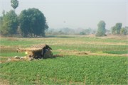 Pyay2015_8