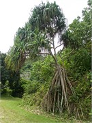 Raiatea25