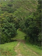 Raiatea27