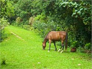 Raiatea28