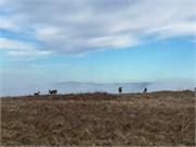 PointReyes15