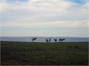 PointReyes32