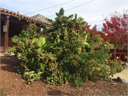 MarinCounty4
