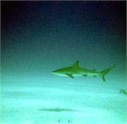 SharkDive1-1