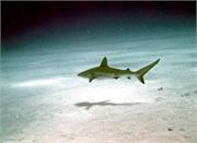 SharkDive1-2