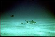 SharkDive1-3