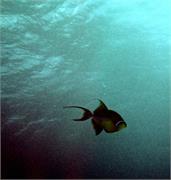 SharkDive2-