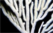 SnowFields5-5