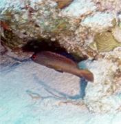 ParrotsPerch3-4