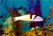 ParrotsPerch3-6