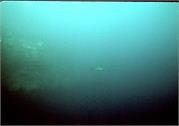TunaAlley5-