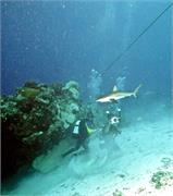 Shark1-