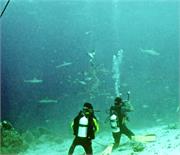 Shark2-1