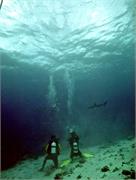 Shark2-2