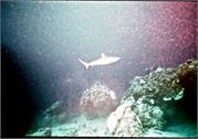 Shark3-1