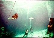 Shark3-2