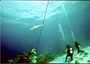 Shark3-3