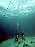 Shark5-
