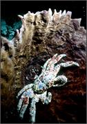 SpeckledSands1_4