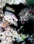 SpeckledSands2_2