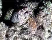SpeckledSands3_1