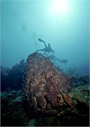 BlackTip1-2