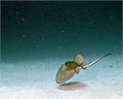BlackTip1-3